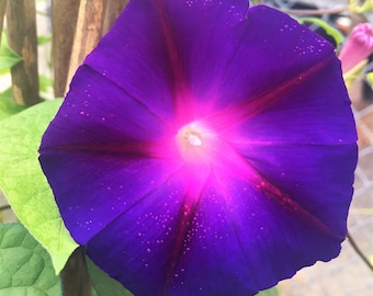 Dark Purple-blue flowers up to 3" across! Morning Glory 'Grandpa Ott' GREAT! 