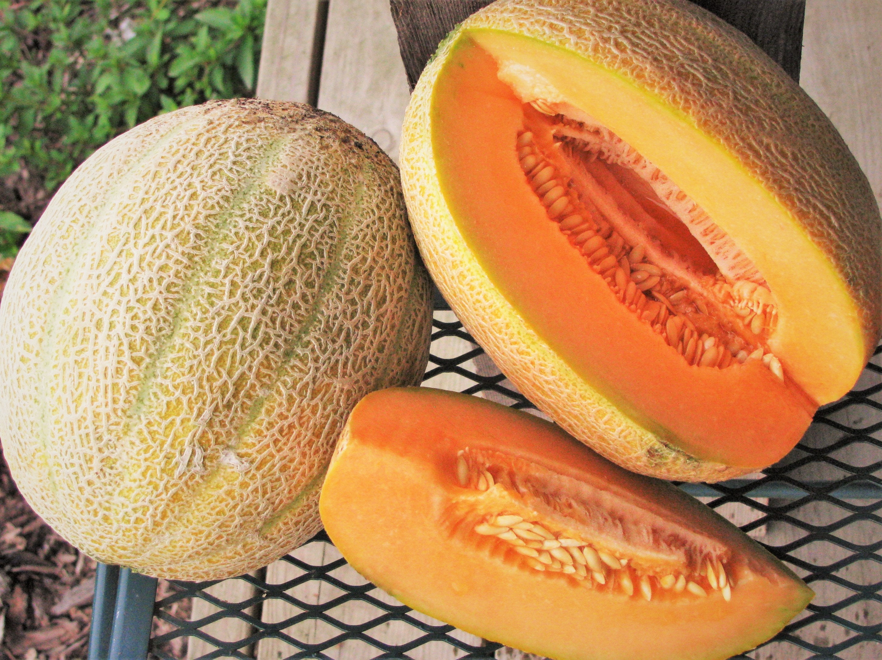 Hale's Best Jumbo Cantaloupe Seeds Nongmo Open Etsy
