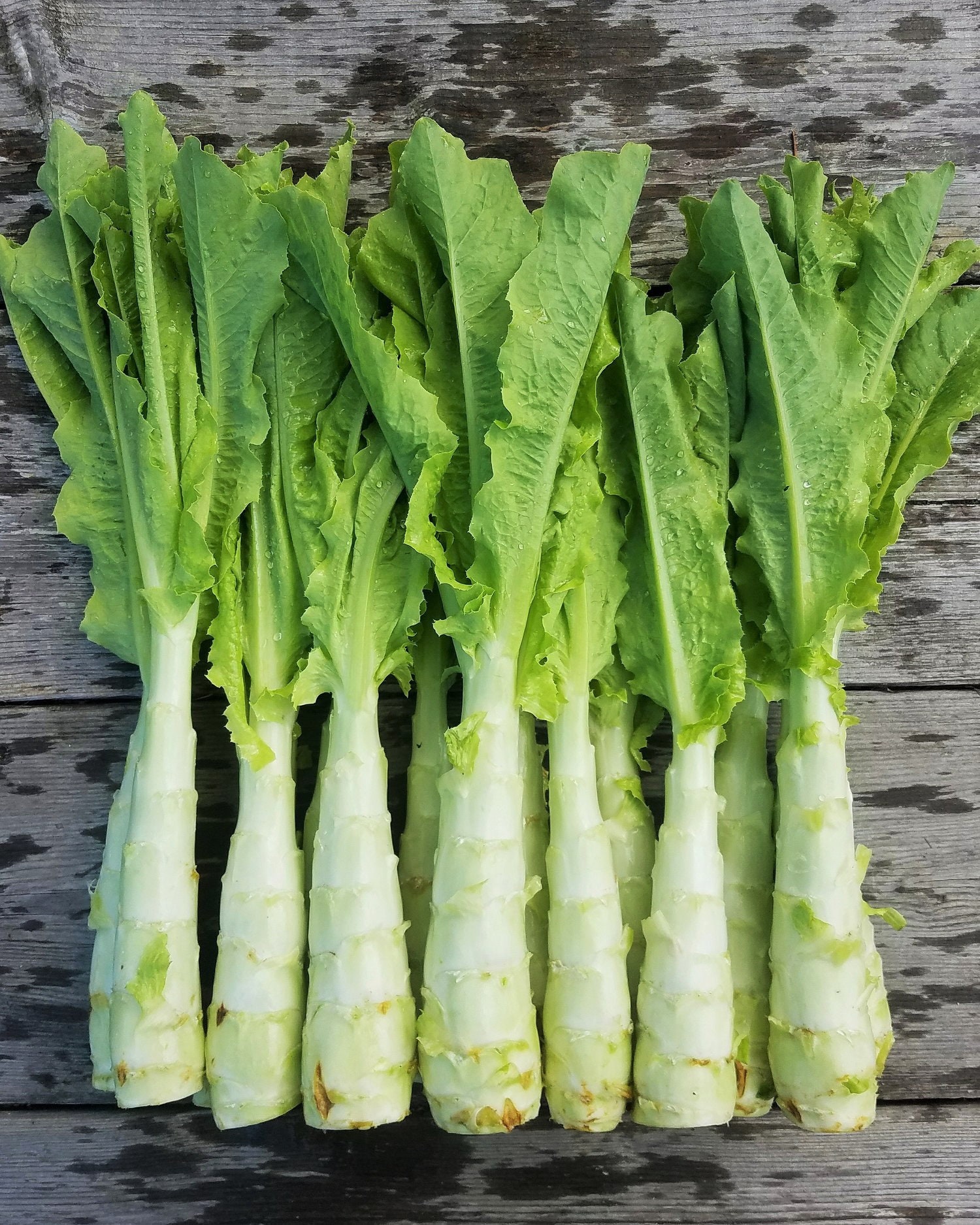Celtuce Seeds Chinese Stem Lettuce 莴笋 油麦菜 Slow Bolting Etsy