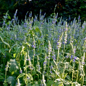 Chia Seeds Salvia Hispanica Herb Seed Purple White Flowers Mint Pseudocereal Plant Growing Seed Non GMO 2024 Season Fast Shipping image 2