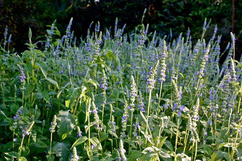 Chia Seeds Salvia Hispanica Herb Seed Purple White Flowers Mint Pseudocereal Plant Growing Seed Non GMO 2024 Season Fast Shipping image 2