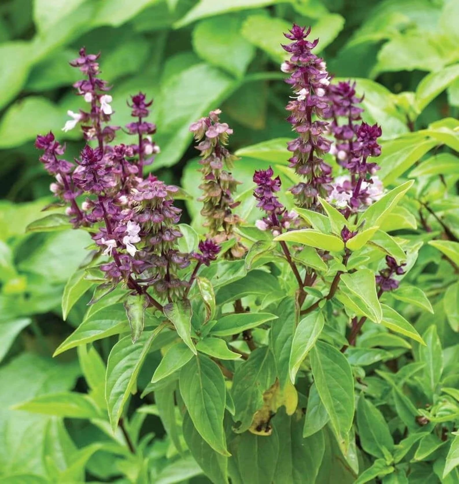 Anise Basil Seeds Ocimum Basilicum Pot Herb Garden Etsy
