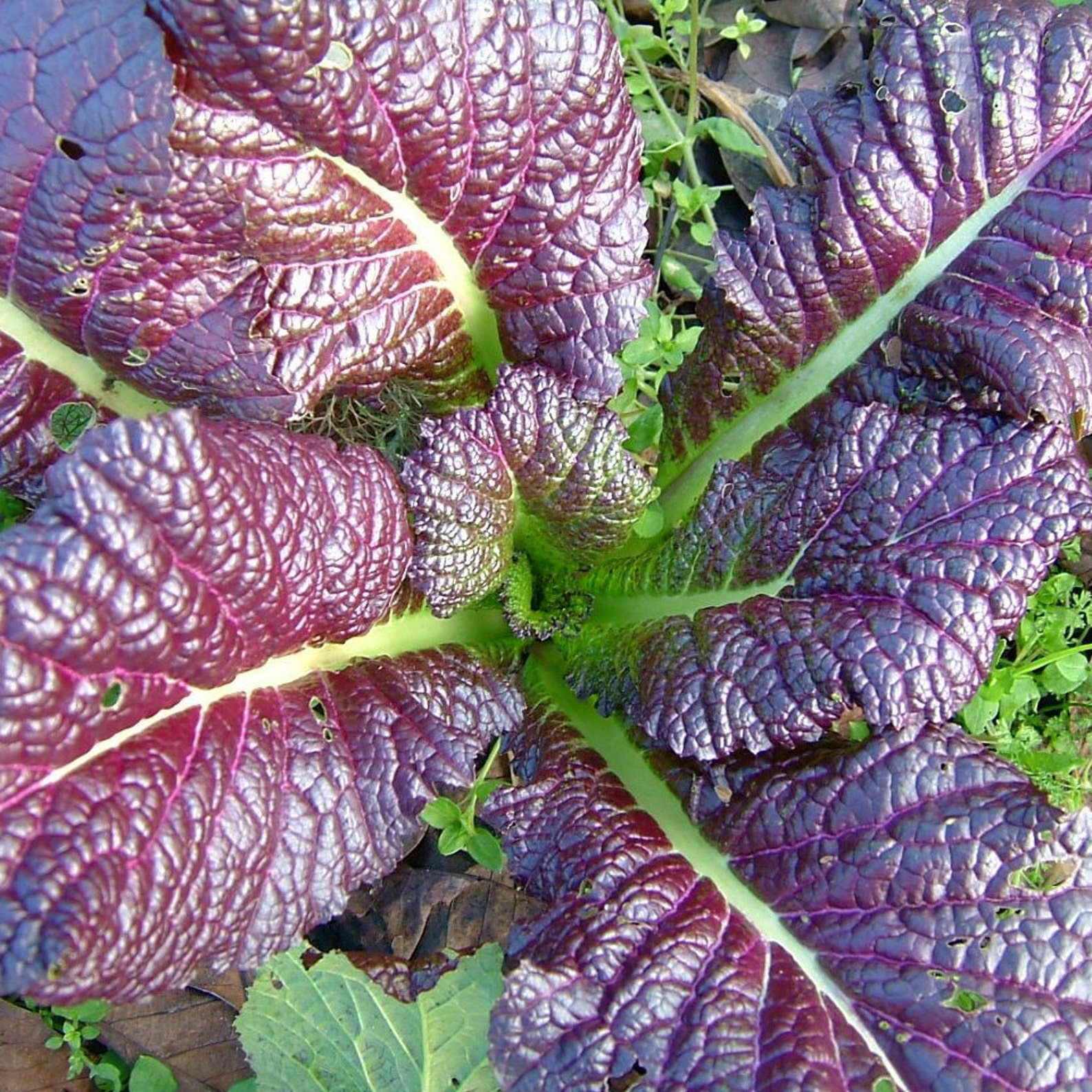 Japanese Giant Red Mustard Greens Seeds Non GMO USA Mustard Etsy
