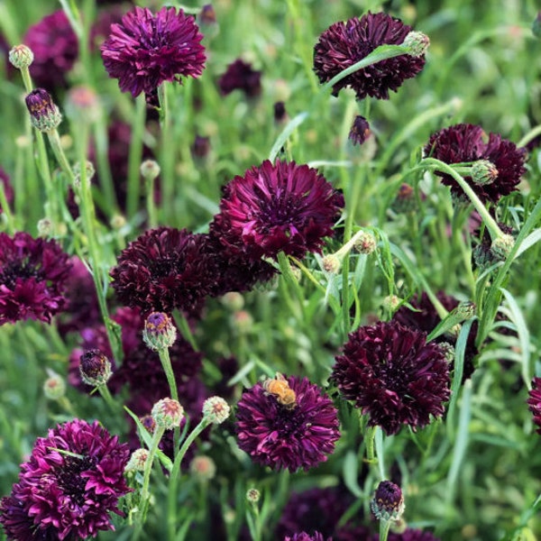 Black Ball Bachelor Button Seeds | Centaurea Cyanus Dark Purple Cornflower Edible Garden Corn Flower Seed For 2024 Season Fast Shipping