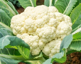 Snowball Cauliflower Seeds | Cold Hardy White Cabbage Flower Fall Garden Vegetable Broccoli Seed Non GMO Heirloom 2024 Season Fast Shipping