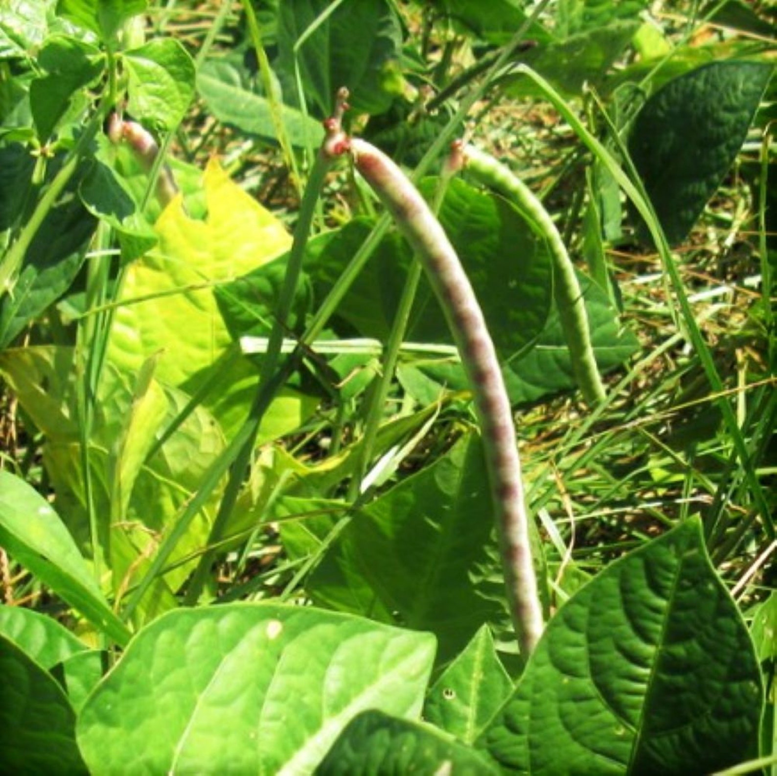 Iron and Clay Cowpea Seeds Southern Field Pea Cover Crop Etsy
