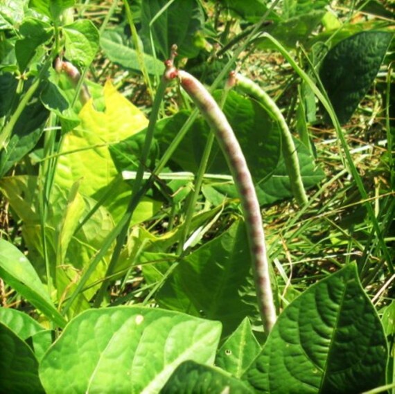 Iron and Clay Cowpea Seeds Southern Field Pea Cover Crop Etsy