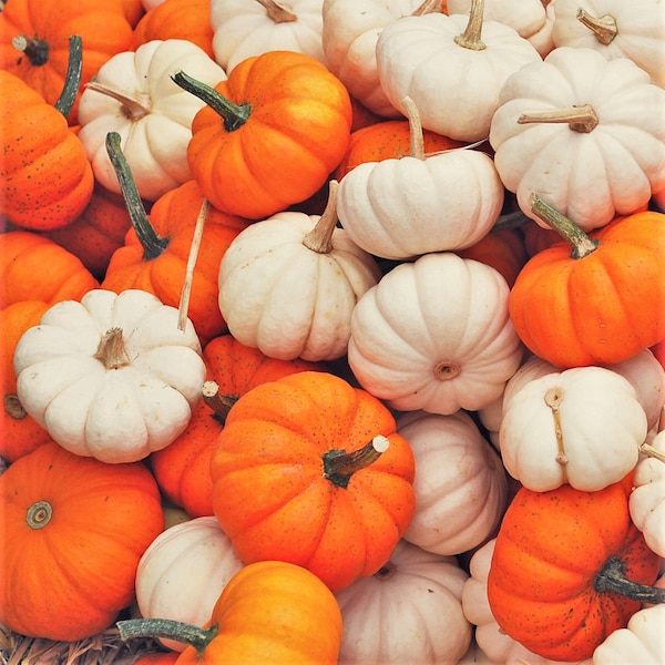 Mini Mix Pumpkin Seeds | White Orange Mix Baby Boo, Jack- Be-Little, Wee-B-Little Untreated Squash Vegetable Seed 2024 Season Fast Shipping