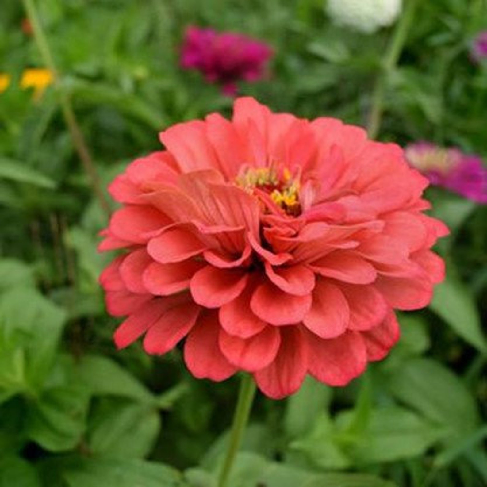Coral Beauty Zinnia Seeds Non GMO Heirloom USA Garden Giant Etsy