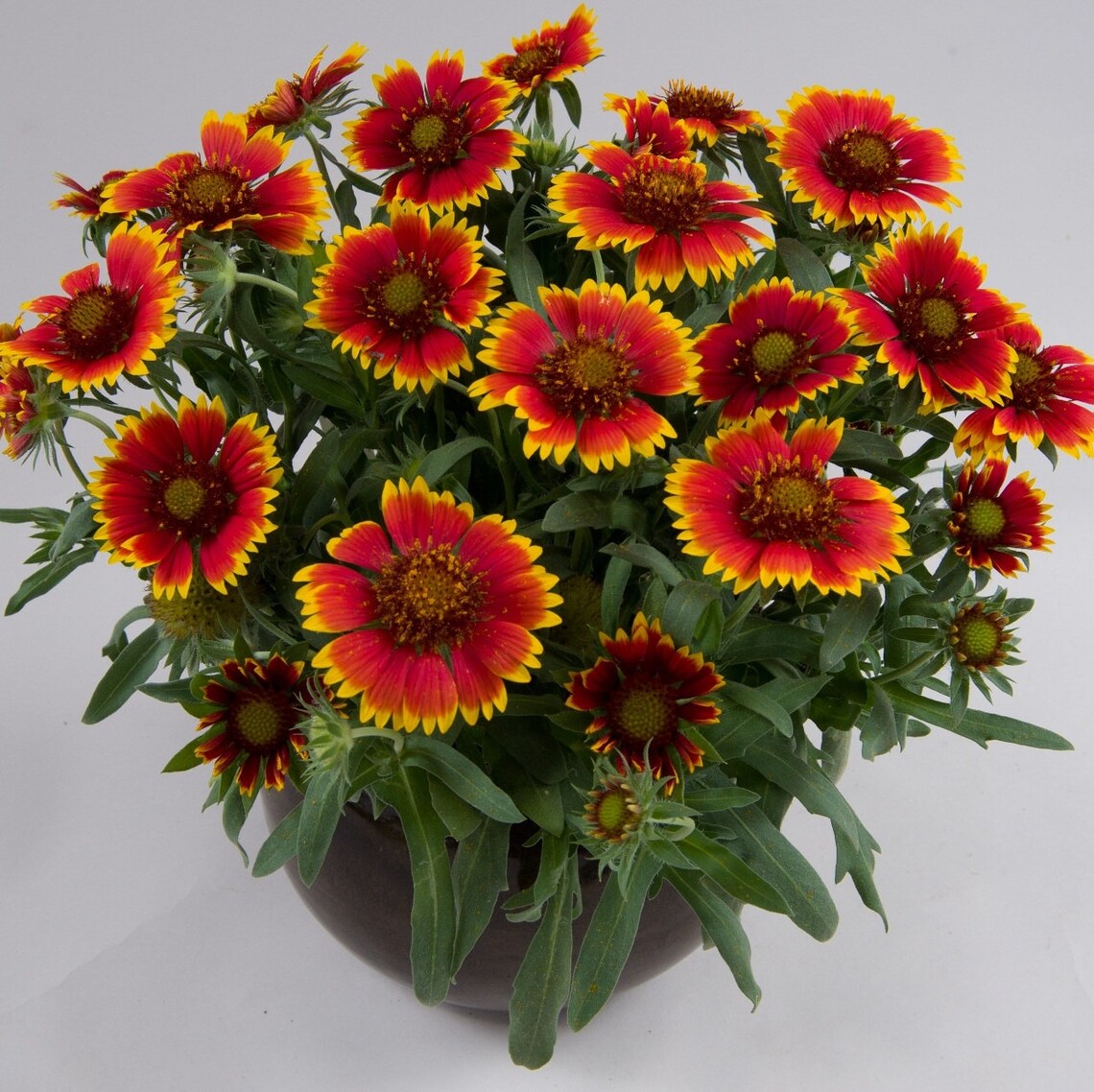 Indian Blanket Flower Seeds USA Organic Garden Daisy Etsy