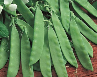 Oregon Sugar Pod II Snow Pea Seeds | Non GMO Heirloom Vegetable Flat Asian Chinese Snap Peas Green Bean Seed For 2024 Season Fast Shipping