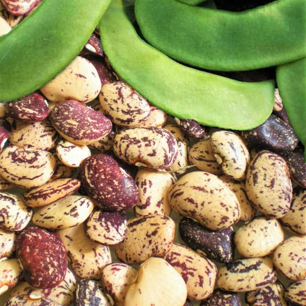 Jackson Wonder Lima Bean Seeds | Speckled Southern Baby Butter Beans Purple Heirloom Pea USA Garden Vegetable Seed For 2024 Fast Shipping