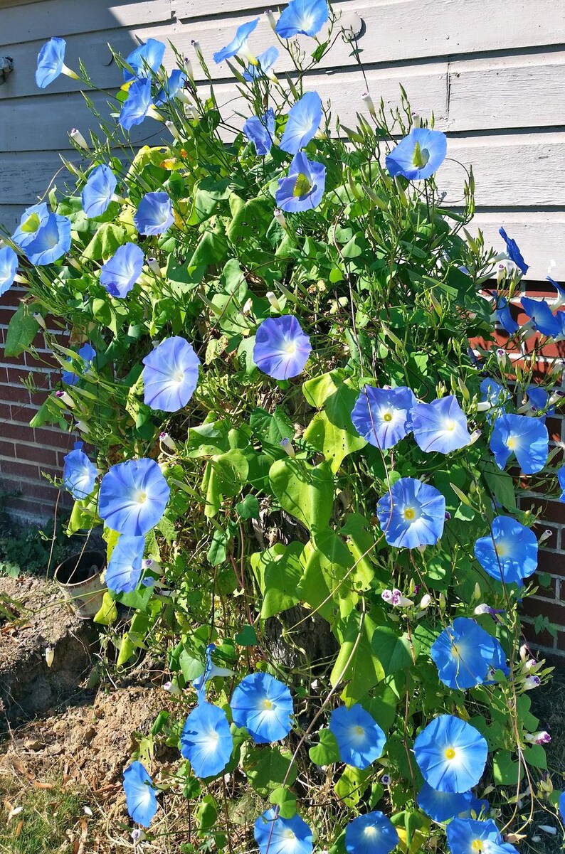 Heavenly Blue Morning Glory Seeds USA Garden Flower Vine Etsy