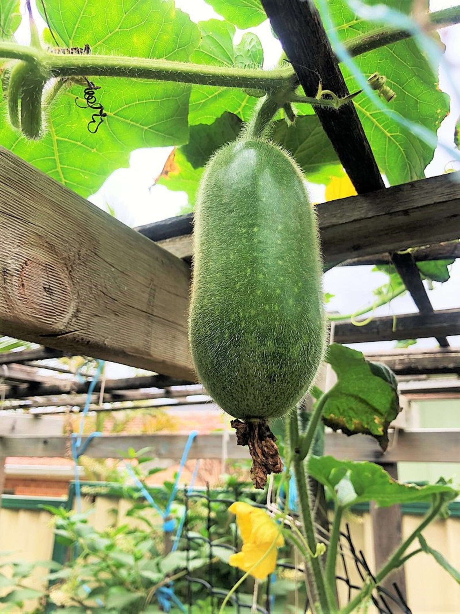 Fuzzy Star Fuzzy Melon Seeds Wax Gourd Fuzzy Hair Hairy Squash Chi Qua