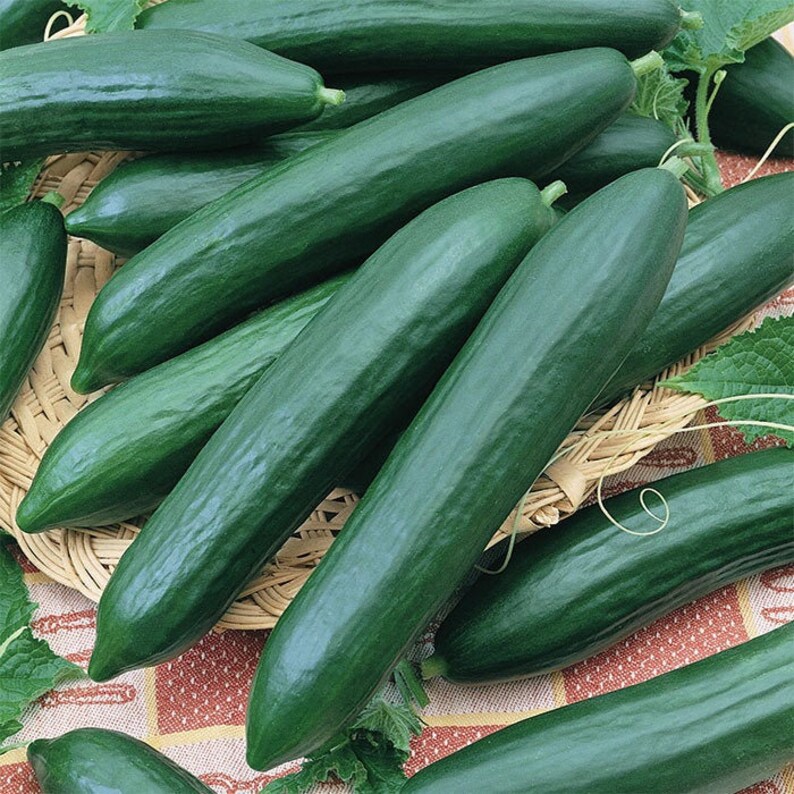 Tendergreen Burpless Cucumber Seeds English Cucumbers Etsy