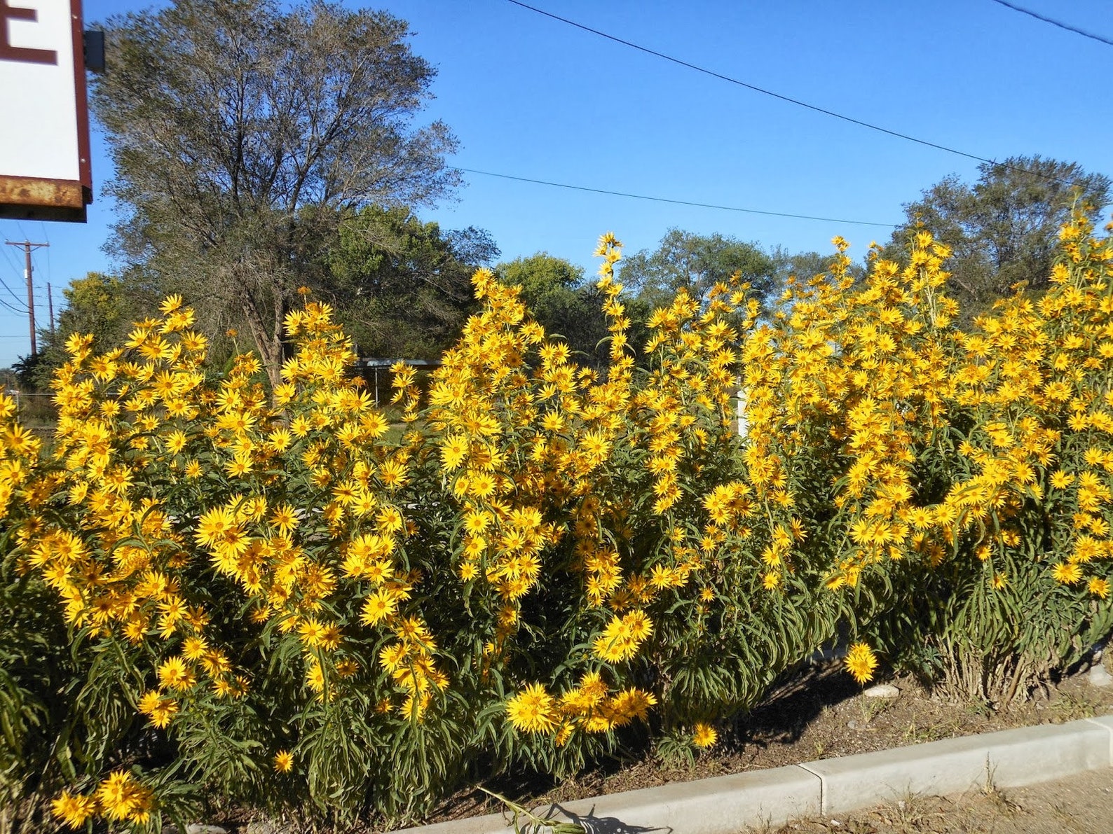 Maximilian Sunflower Seeds Prairie Sun Flower Yellow Perennial