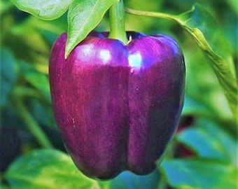 Purple Beauty Sweet Bell Pepper Seeds | Majestic Violet Belle Star California Chile Non GMO Heirloom Vegetable Seed For 2024 Fast Shipping