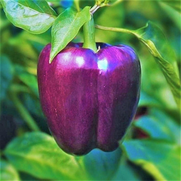 Purple Beauty Sweet Bell Pepper Seeds | Majestic Violet Belle Star California Chile Non GMO Heirloom Vegetable Seed For 2024 Fast Shipping