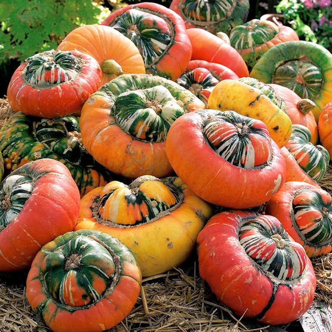 Turk's Turban Pumpkin Seeds USA Garden Vegetable Winter Etsy