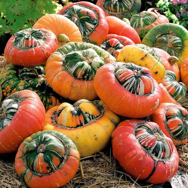 Turk's Turban Pumpkin Seeds | Girauman French Cap Hat Rainbow Winter Squash Gourd Fall Heirloom Vegetable Seed 2024 Season Fast Shipping