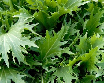 Mizuna Senfgrünsamen |ミズナ 水菜 Wassergrün Kyona Brassica Rapa Niposinica Japanischer Spinat Asiatischer Gemüsesamen USA 2024 Schneller Versand