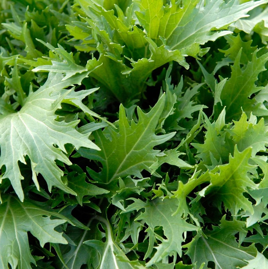 Japanese Green Boy 2000 Seeds Komatsuna Large Vegetable Japanese Green Boy 2000 Seeds Komatsuna Large Vegetable