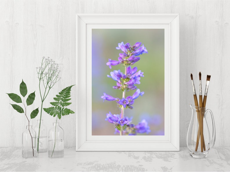 Wildflower Photograph - Downloadable photo, Printable Wall Decor - Spring flowers photo for your bedroom, bathroom, living room, office etc
