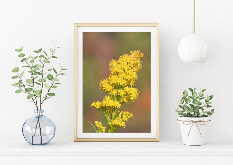 Goldenrod Photograph - Downloadable prints, Printable Photography - Cheerful flower photo for your bedroom, bathroom, living room, office