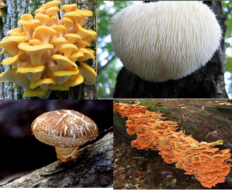 100 Mushroom Plugs 25 X Each Shiitake, Chicken of the Woods, Golden