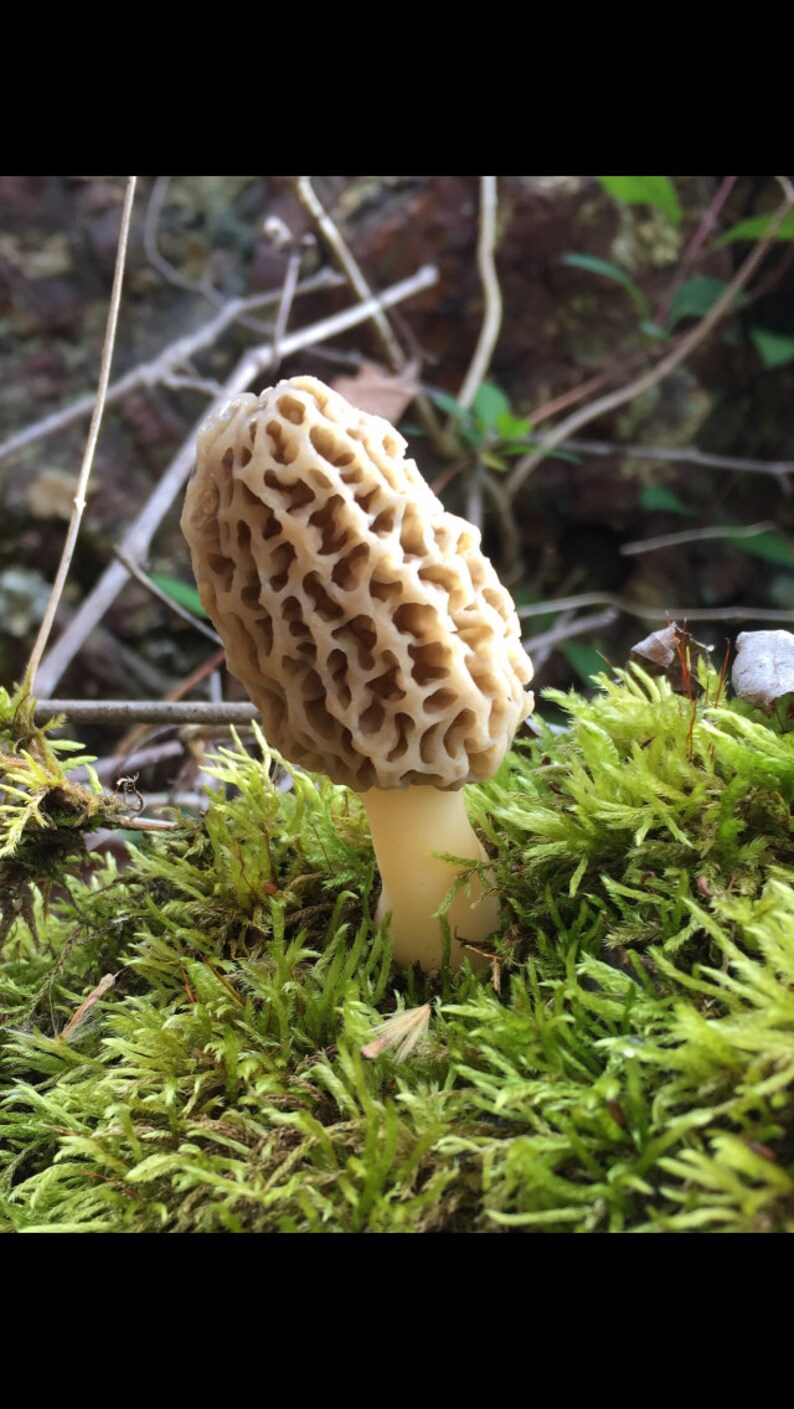 Morel Mushroom Spores Seeds Grow Kit Liquido 30 ml Gourmet fa  Etsy Italia
