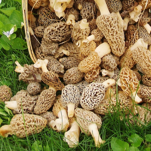 Morel Mushroom Spores in Sawdust Bag Garden Mushroom Seed Etsy