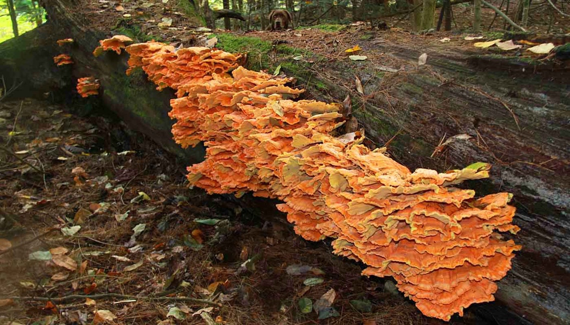 50 X Organic Chicken of the Woods Mushroom Plugsgrow Etsy