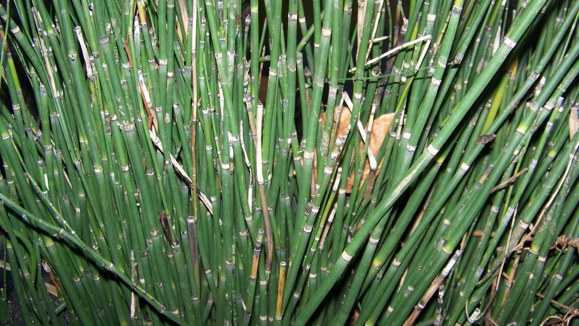 25 X Apx 15 Inches Tall Horsetail Reed Grass Looks Like Mini Bamboo