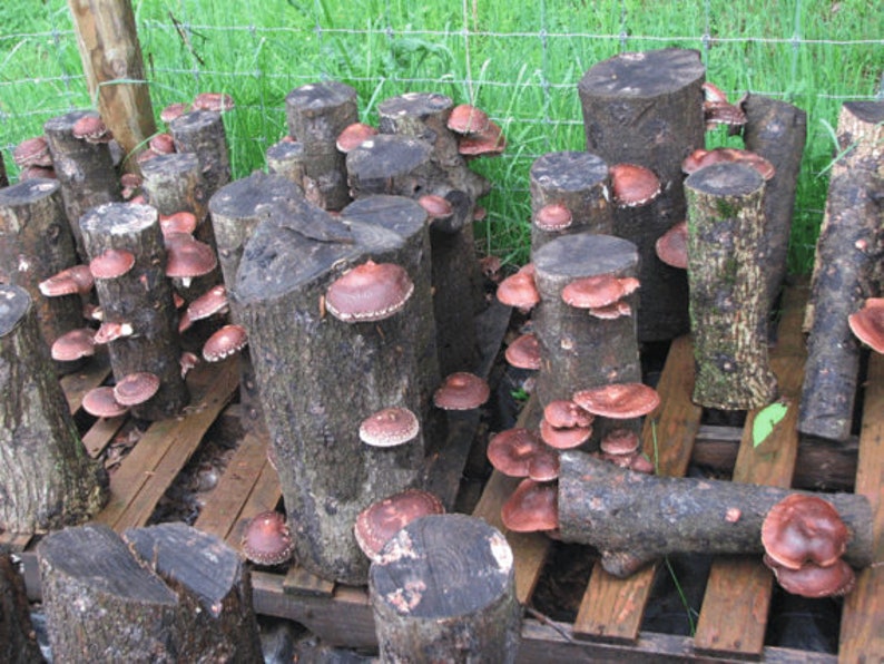50 X Organic Super Shiitake Mushroom Plugsgrow Mushrooms on Etsy