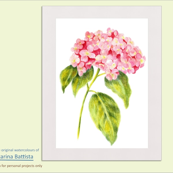 Hortensia aquarel schilderij, hortensia digitale kunst print van aquarel, hortensia print downloaden, bloemsierkunst, bloem schilderen, kunst aan de muur