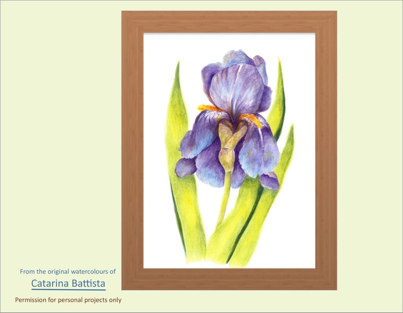 Iris Watercolor, Printable, Flower Watercolor, Botanical, Floral Art