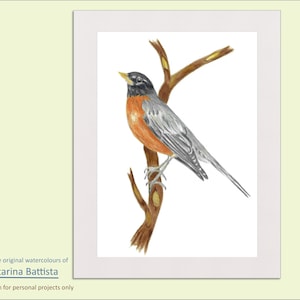 American Robin Watercolor Art Print: Bird Illustration (Digital Download)