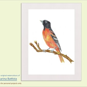 Oriole Watercolor, Baltimore Oriole Digital Art Print of Watercolor, Bird Art, Nature Illustration, Bird Painting, Bird Illustration, Print