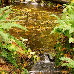 Rainforest Creek Photography Print: Tranquil Greenery, Flowing Water