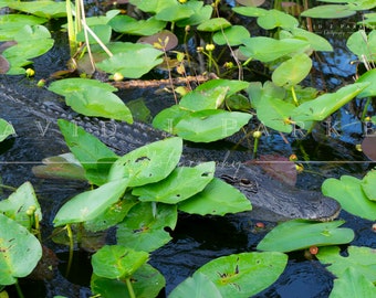 Everglades Alligator Photography Print: Florida Wildlife Art