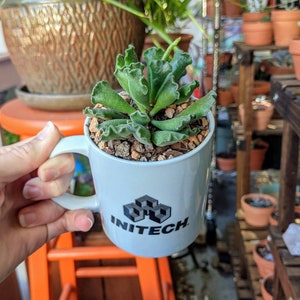 May include: A white ceramic mug with a black logo that says "INITECH" and a small succulent plant growing inside. The mug is being held by a hand.