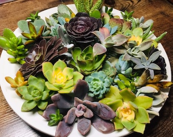 10 Assorted Colorful, Different, Cool Succulents Cuttings. Starter succulents/ Floral Crafts/ Cute Beginner Clippings/ Floral Wreath