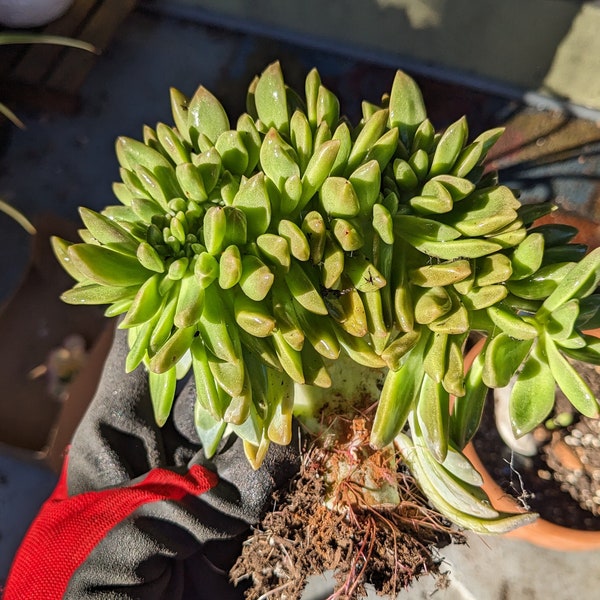 Crested Graptopetalum paraguayense Pinky Succulent! Plant Only!! Shipped Bare Roots! Crested Rare Cool Plants! Crested Mutations Cool Weird!