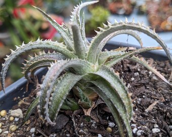 Dyckia Brittle Star / Short Maroon Silver Black Rosette Rare Succulent Beautiful! Brittle Star Dyckia Cool Succulent Plants/ Easy Care!