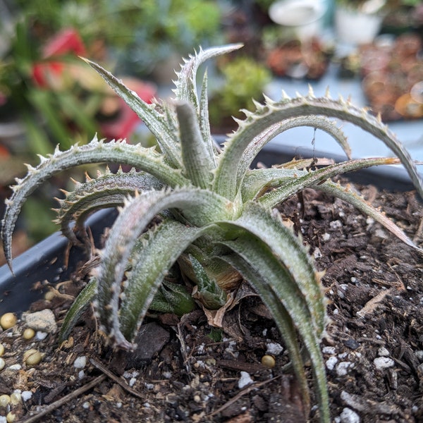 Dyckia Brittle Star / Short Maroon Silver Black Rosette Rare Succulent Beautiful! Brittle Star Dyckia Cool Succulent Plants/ Easy Care!