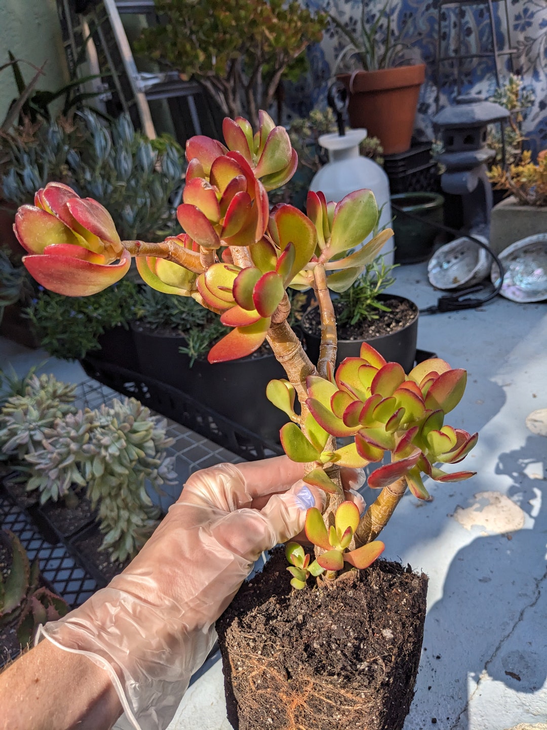 Large Crassula Ovata Jade Plant Well Rooted/live Money Plant/ Etsy