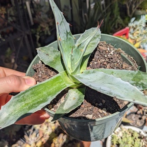 Agave Ovatifolia Frosty Blue pictured, shipped bare roots! Cool Rare Agaves! Dry Garden Succulents! Whales Tongue Frosty Blue Agave!