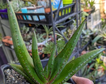 Aloe Wickensii - Etsy