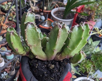 Large Stapelia gigantea/ Giant Stapelia Succulent Plant/ Zulu Giant / Carrion Flower Plant/ Toad Plant/ Cool Rare Exotic Succulent Plants!