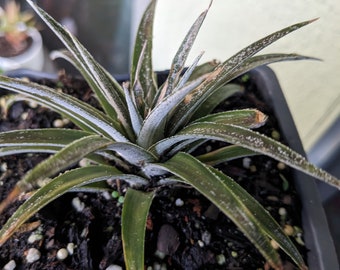 Dyckia Brittle Star Hybrid Short Maroon Silver Black Rosette Rare Succulent Beautiful! Brittle Star Dyckia Hybrid/ Rare Hybrids! Toothless